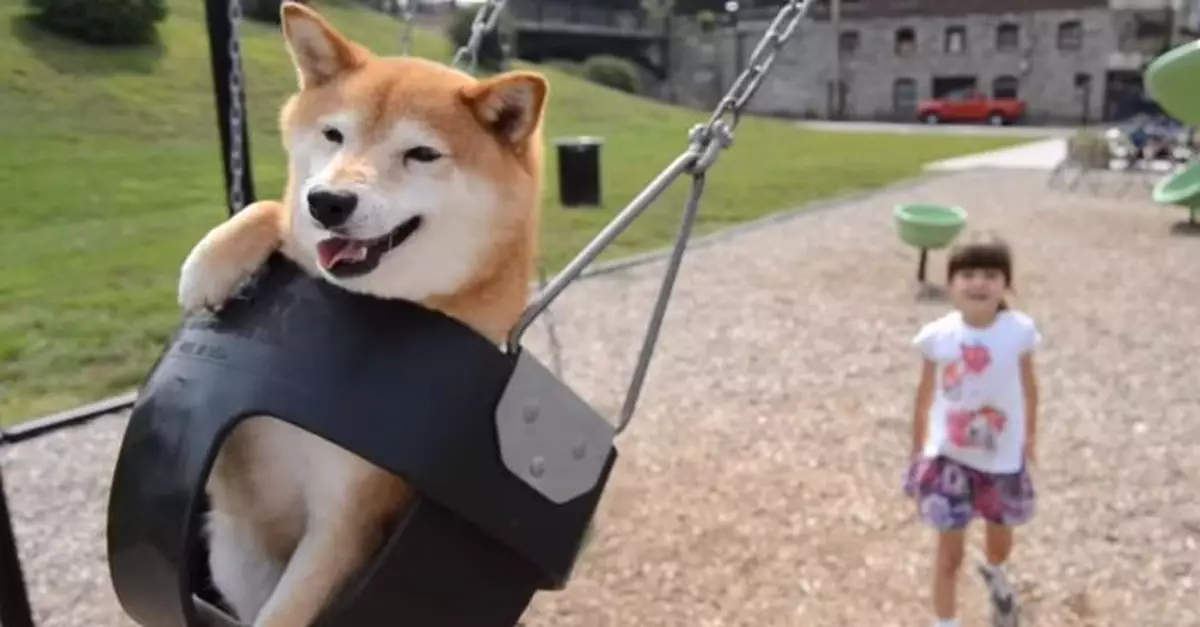 萌萌動物最「治癒」