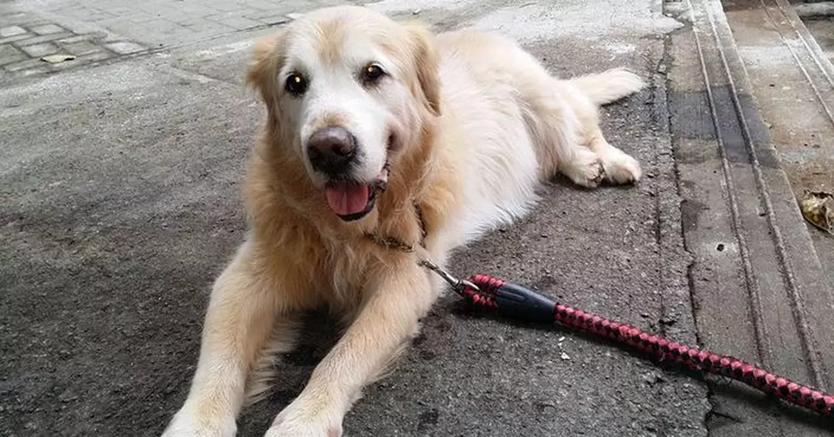 10大最適合新手飼養的狗狗(二)：金毛尋回犬