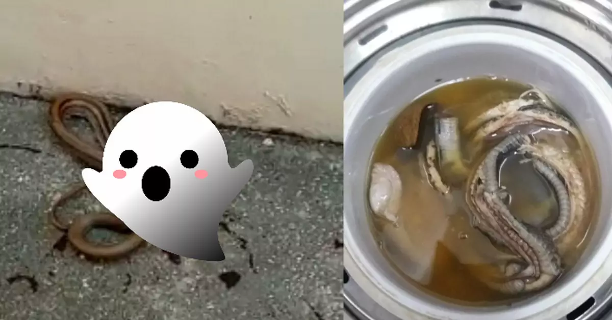 我親手殺蛇煲湯的故事