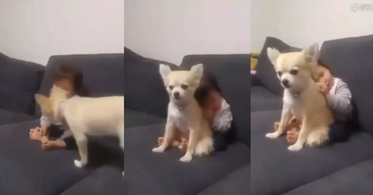 超暖！小主人打瞌睡快摔倒 狗狗跑去當靠枕