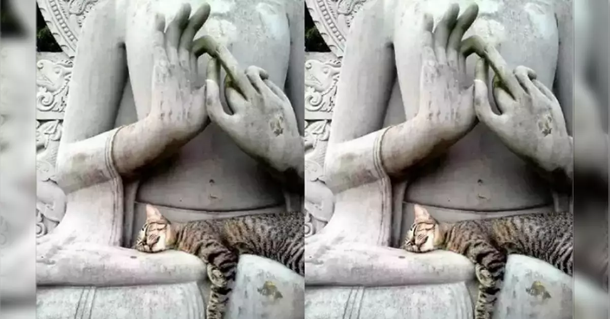 佛系思維與燒焦了的貓