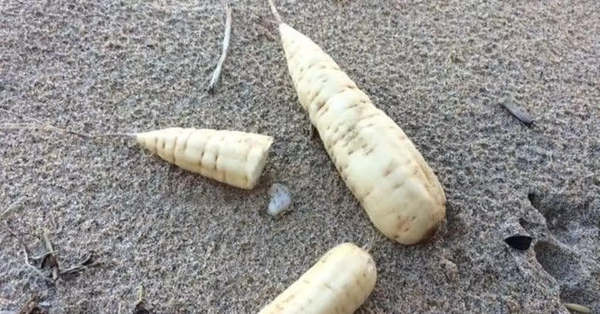 沙灘出現「白蘿蔔」？專家：具劇毒誤食即喪命