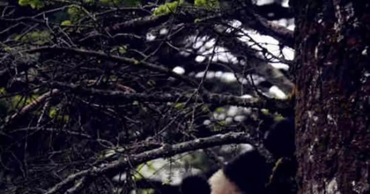 兩隻大熊貓在都江堰龍溪-虹口自然保護區放歸