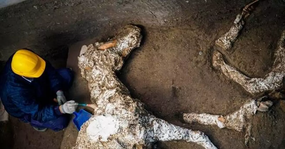 龐貝城挖出2000年前「超完整馬屍」