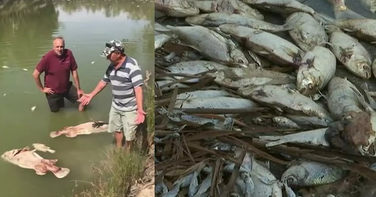 熱浪侵襲澳洲 長壽百歲巨魚難頂高溫死亡