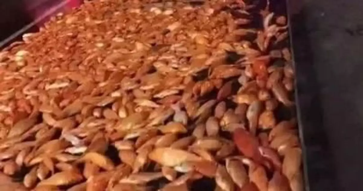 高速上竟鋪滿「錦鯉」，網友：不守交規遲早會翻車