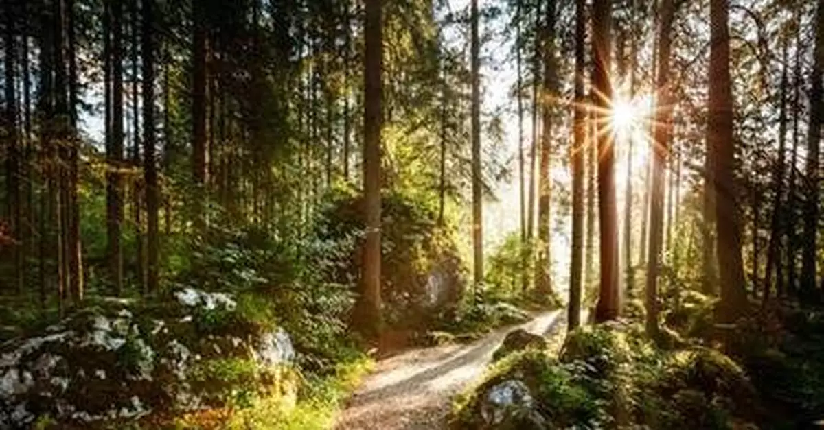 森林驚見「神秘野戰男女」 嘉明味太濃狗狗凍未條