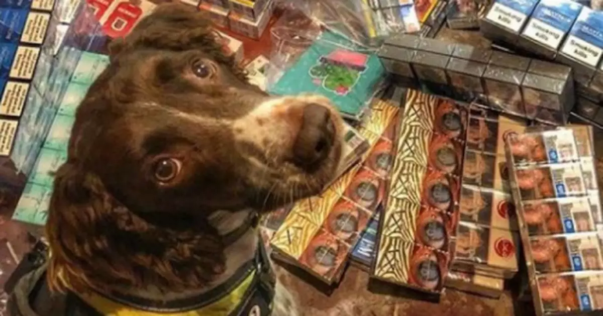 警犬多次破案立功 走私分子出22萬要其「狗頭」