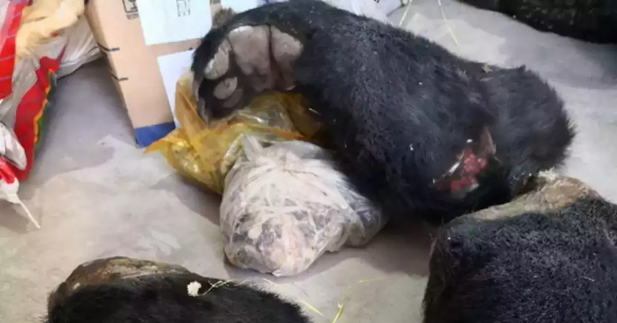 陝西破獲特大獵殺瀕危野生動物案！