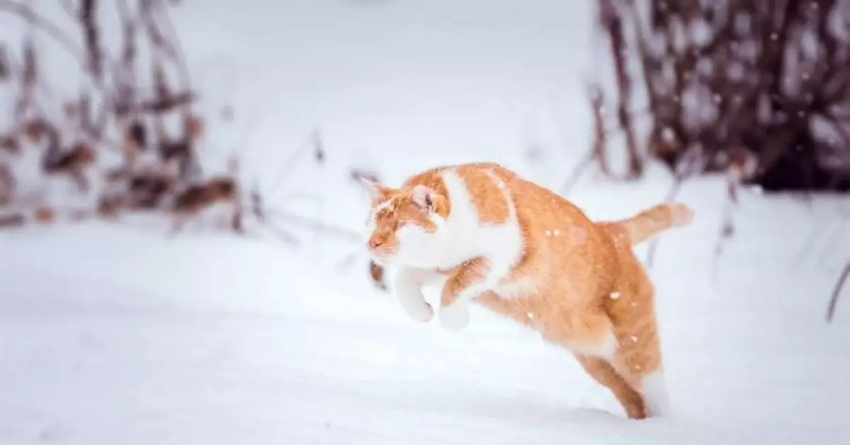 雙眼嚴重感染被切除 它瞎了卻成「最時髦喵星人」