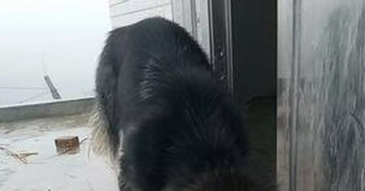 一激動 60斤二哈跳3樓砸暈67歲主人