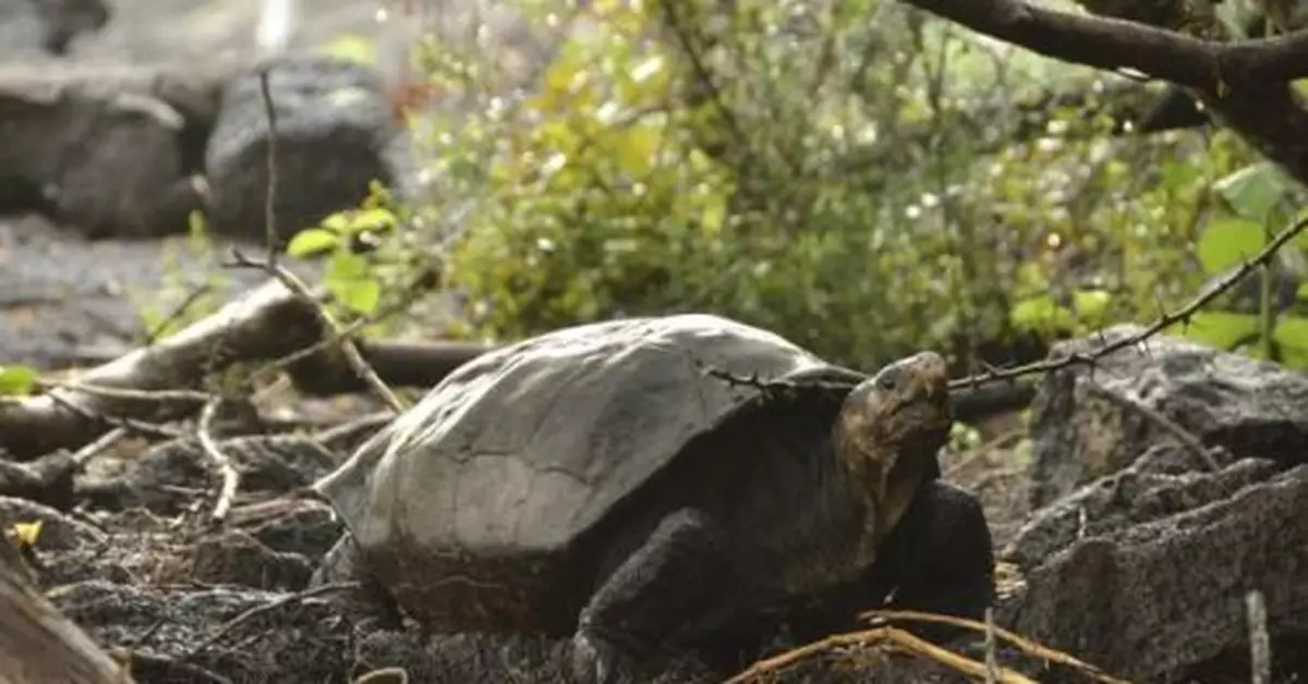 偏遠海島發現極度瀕危巨龜 曾消失110年被疑滅絕
