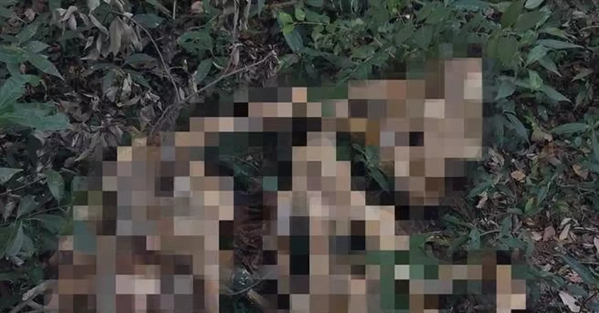 驚見外星人木乃伊！超驚悚外型引網熱議