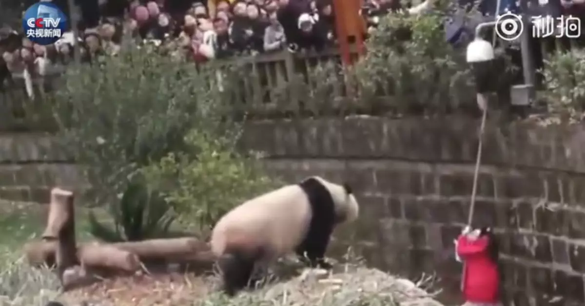 女孩從護欄掉落 被5隻大熊貓「圍觀」