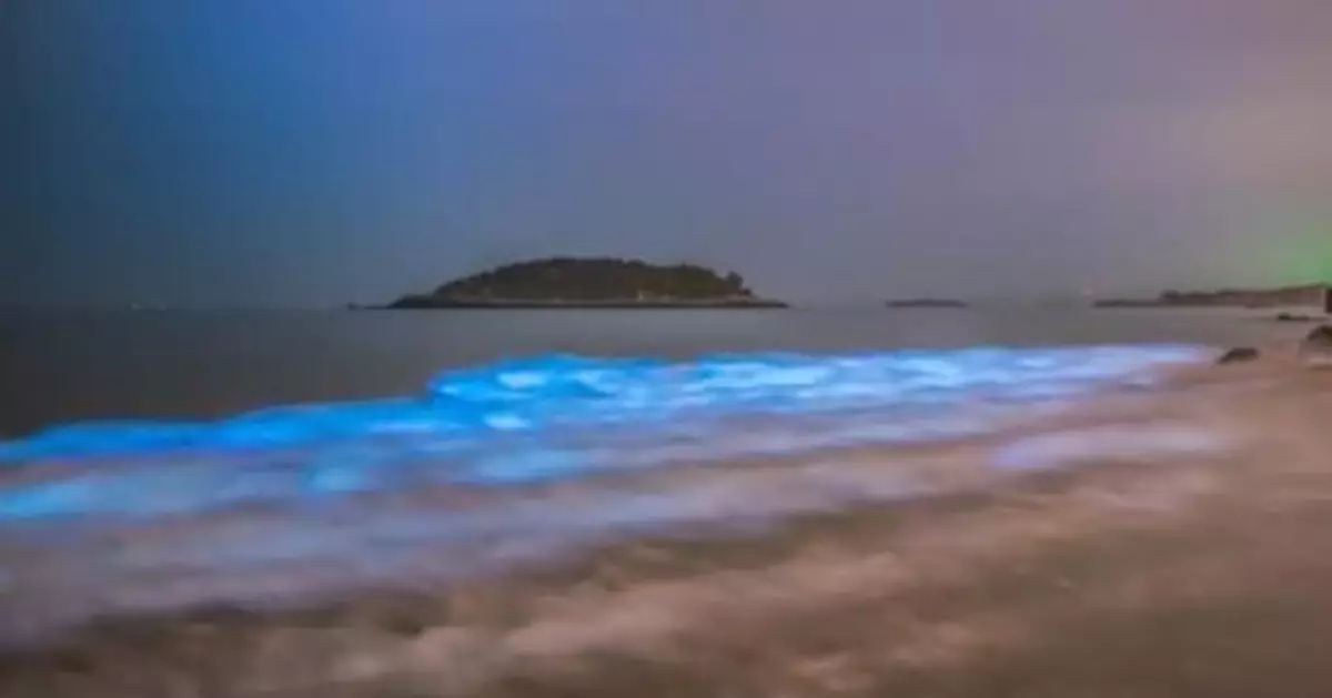 台灣馬祖「藍眼淚」季節已至 首波小量現蹤東莒(圖)