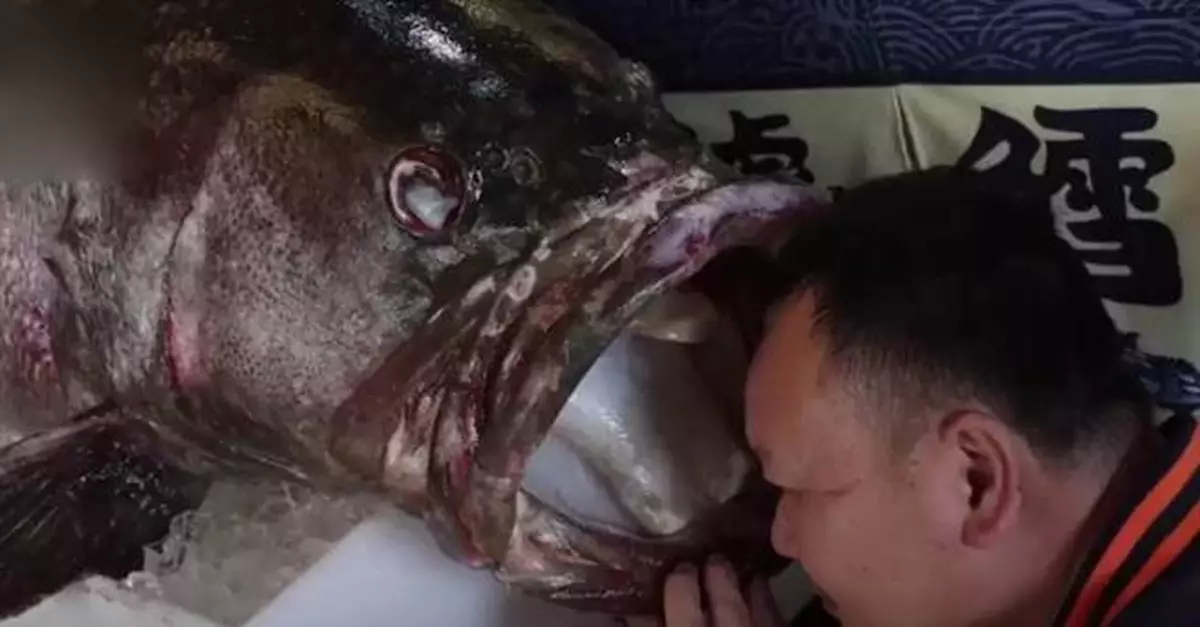 釣到1.6公尺怪獸級石斑魚 有人出高價他堅持不賣