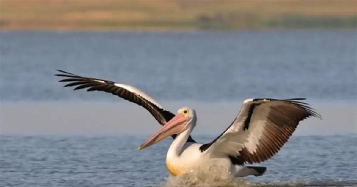 7億海鳥駐足「大號」這小島遺臭數百年！