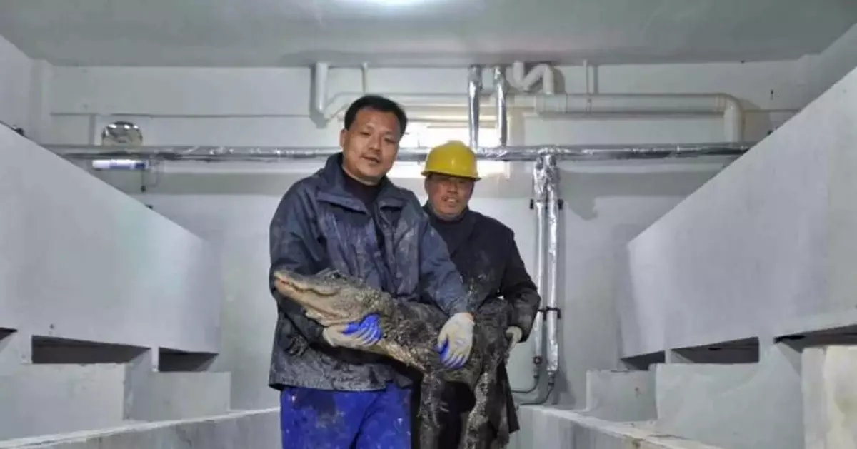 10天內徒手抓捕13500條揚子鱷，什麼情況？