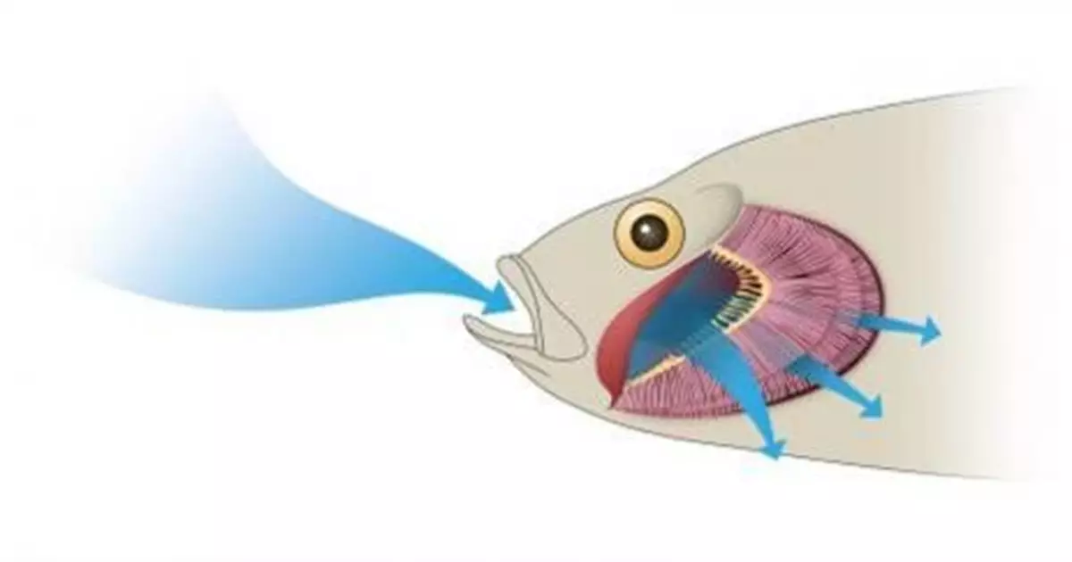 你知道魚竟然也會被淹死嗎？