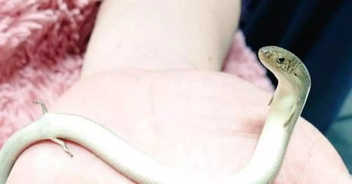 這是什麼蛇？居然長有4隻腳 模樣騙倒眾人