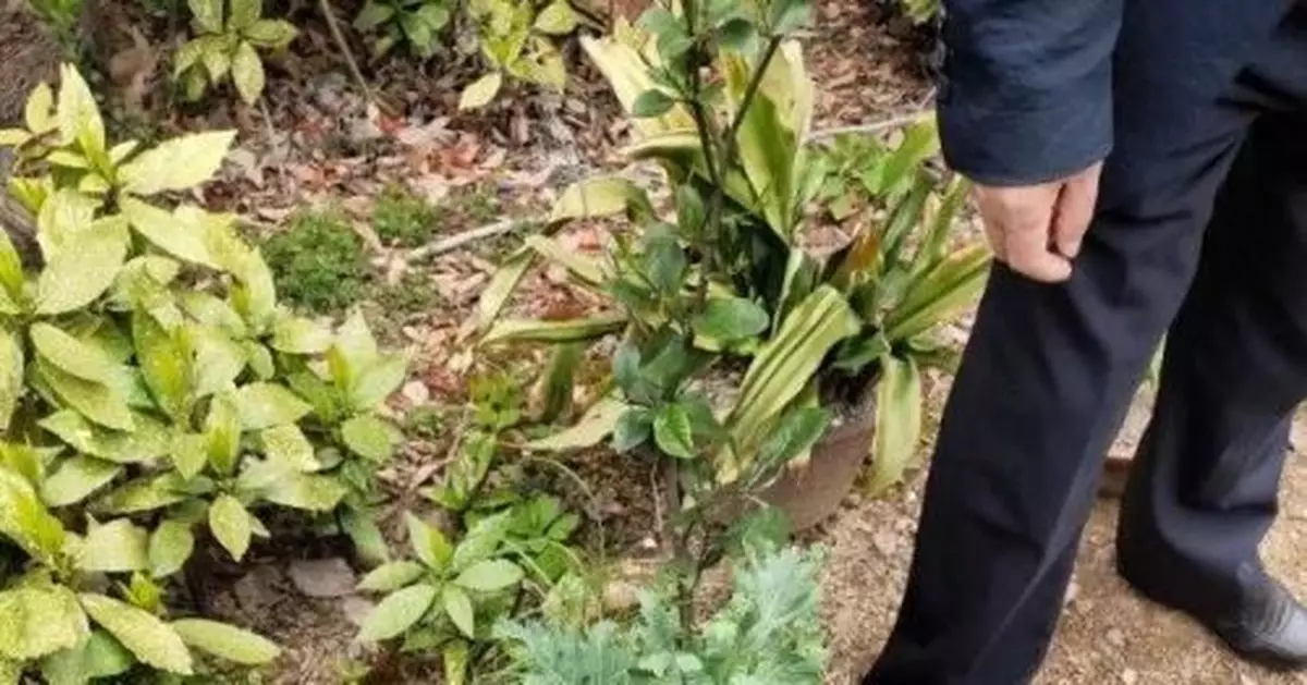 種了三棵這樣的花草，驚動了派出所民警……