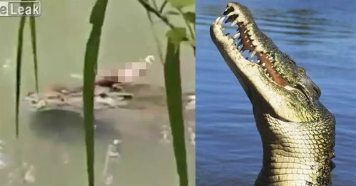 驚見鱷魚吃午餐 嘴竟叼著一條人腿