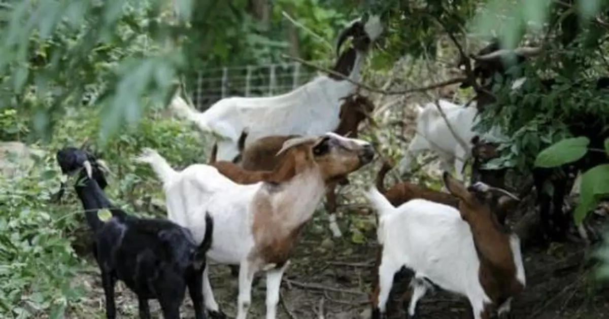 上百隻山羊入侵美國居民後院 屋主軟硬兼施趕不走