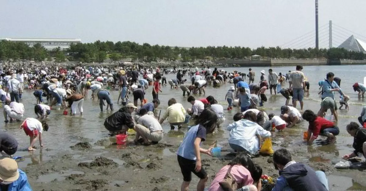 中國客湧日本狂挖生蠔:當地人不挖真浪費