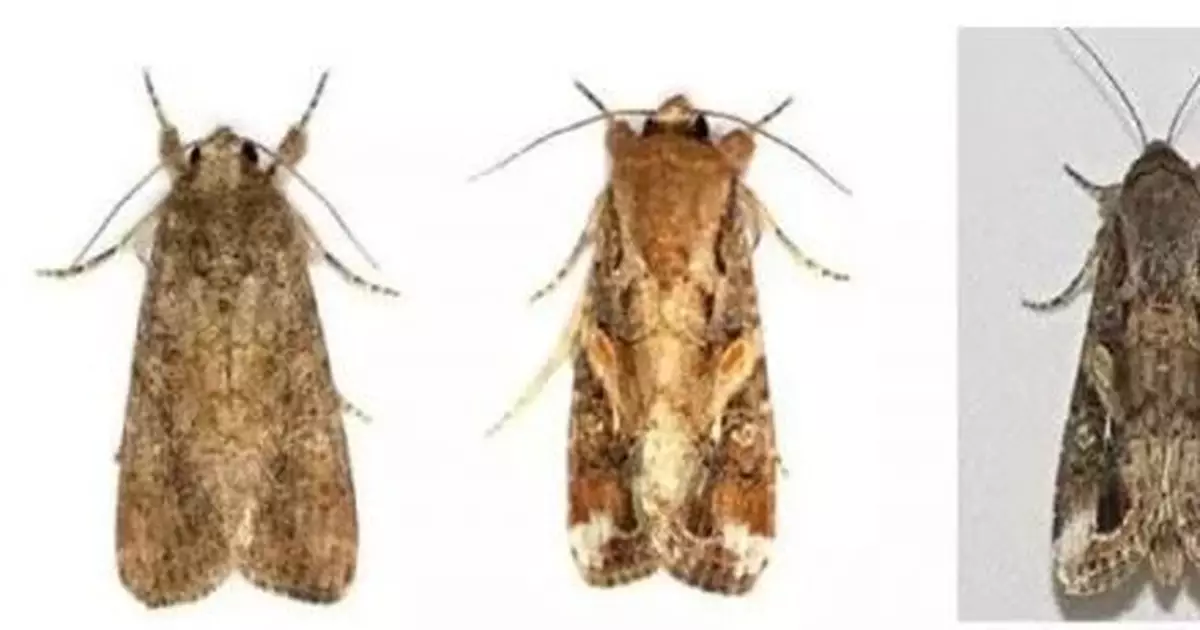 每晚飛行100多公里 這一蟲害衝過邊境侵入南方多省