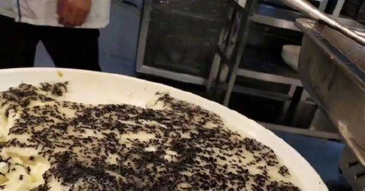 敢吃嗎？安徽一大學食堂現暗黑料理：螞蟻蒸雞蛋