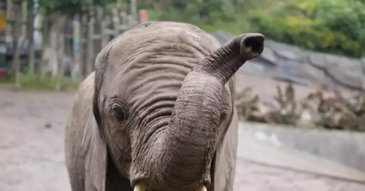 她們可能是世界上唯一不為孩子長牙而高興的媽媽