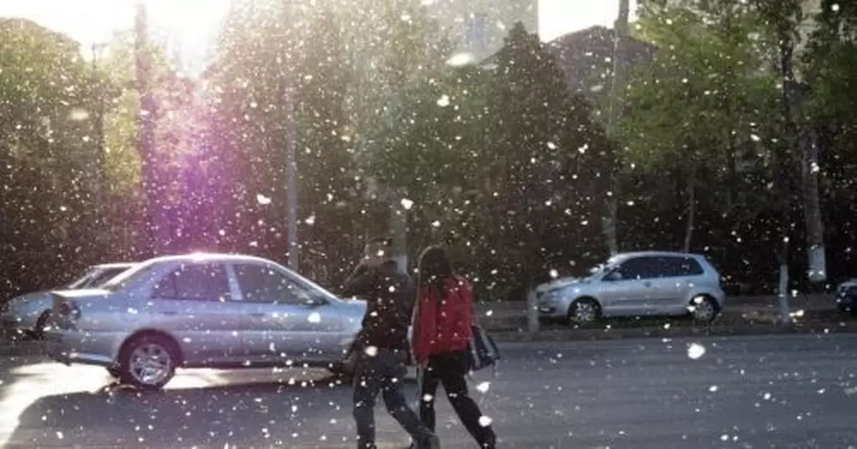 毛毛毛全是毛！楊、柳絮年年治 為何效果不顯著？