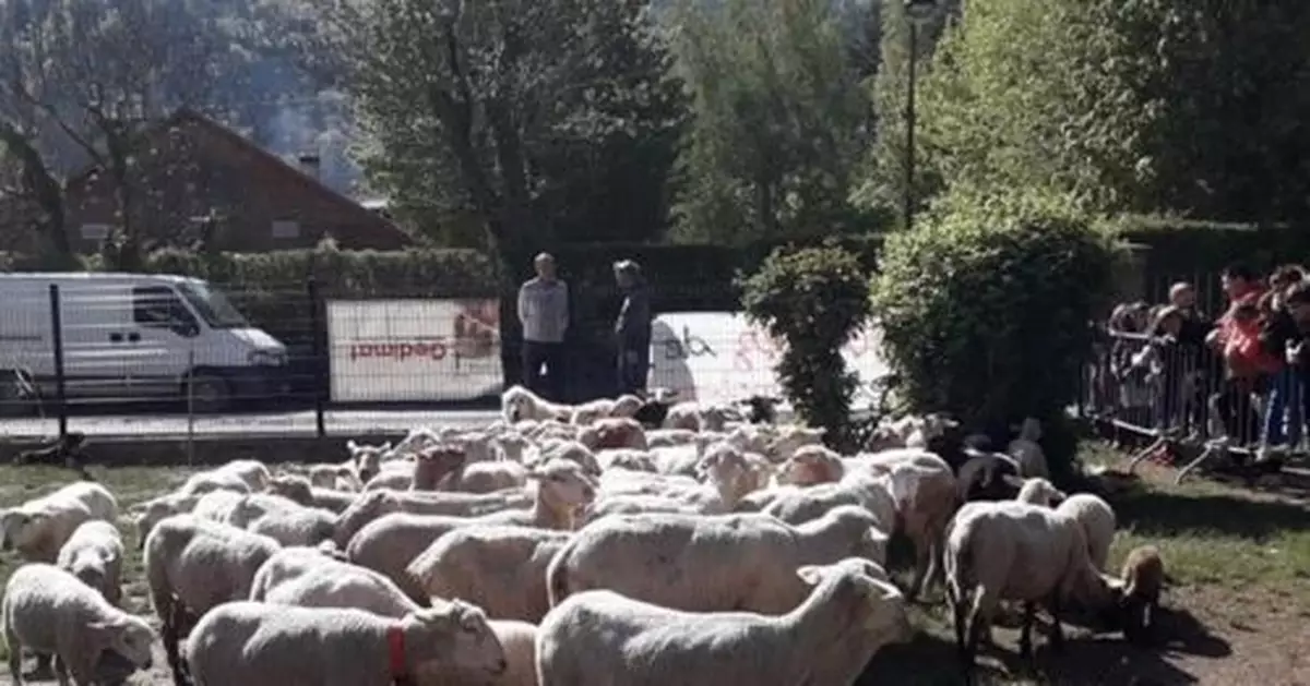 萌！在法國，有15隻羊登記入學成了「小學生」