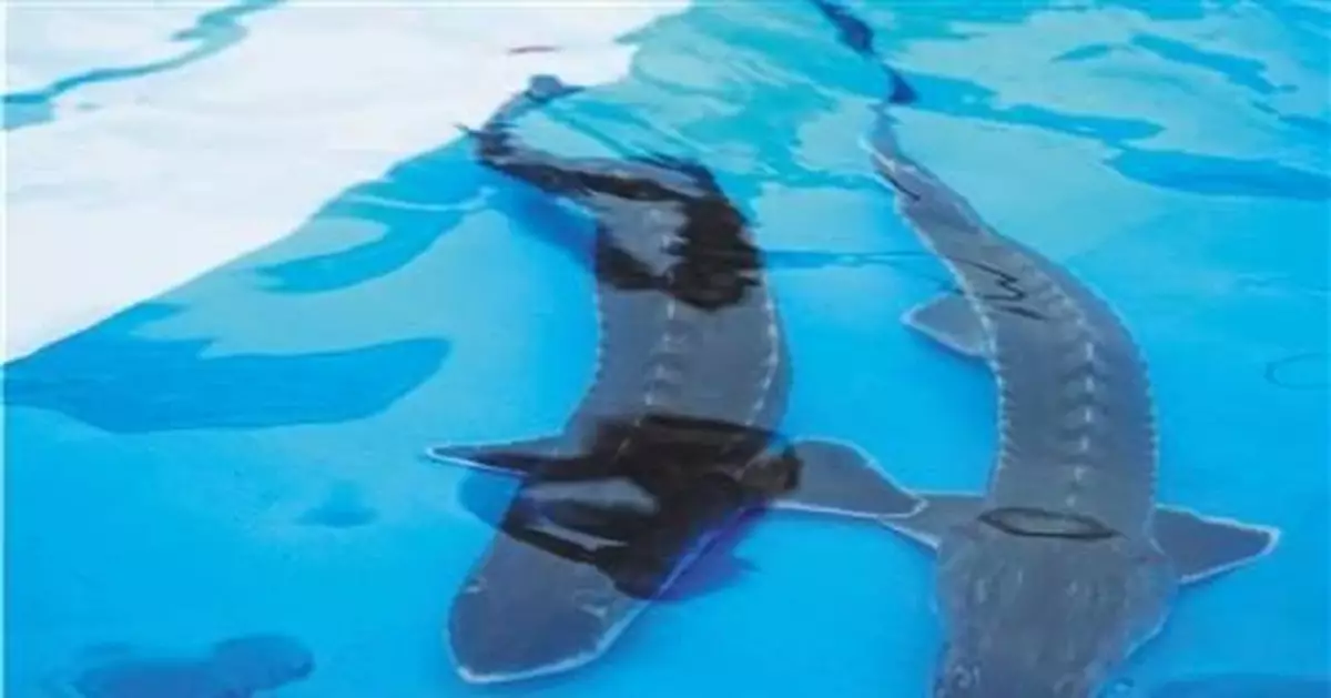 700尾中華鱘放歸長江 該如何保護「水中大熊貓」?