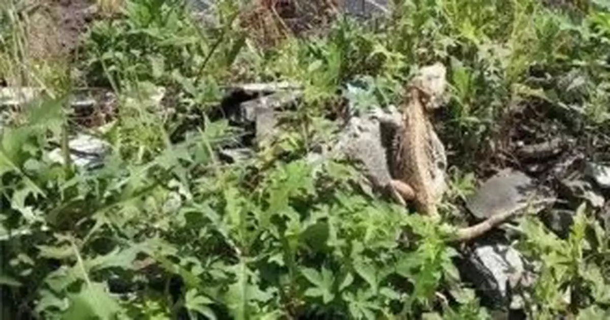 「警察同志，我田裏有兩隻鱷魚」，民警到場一看……