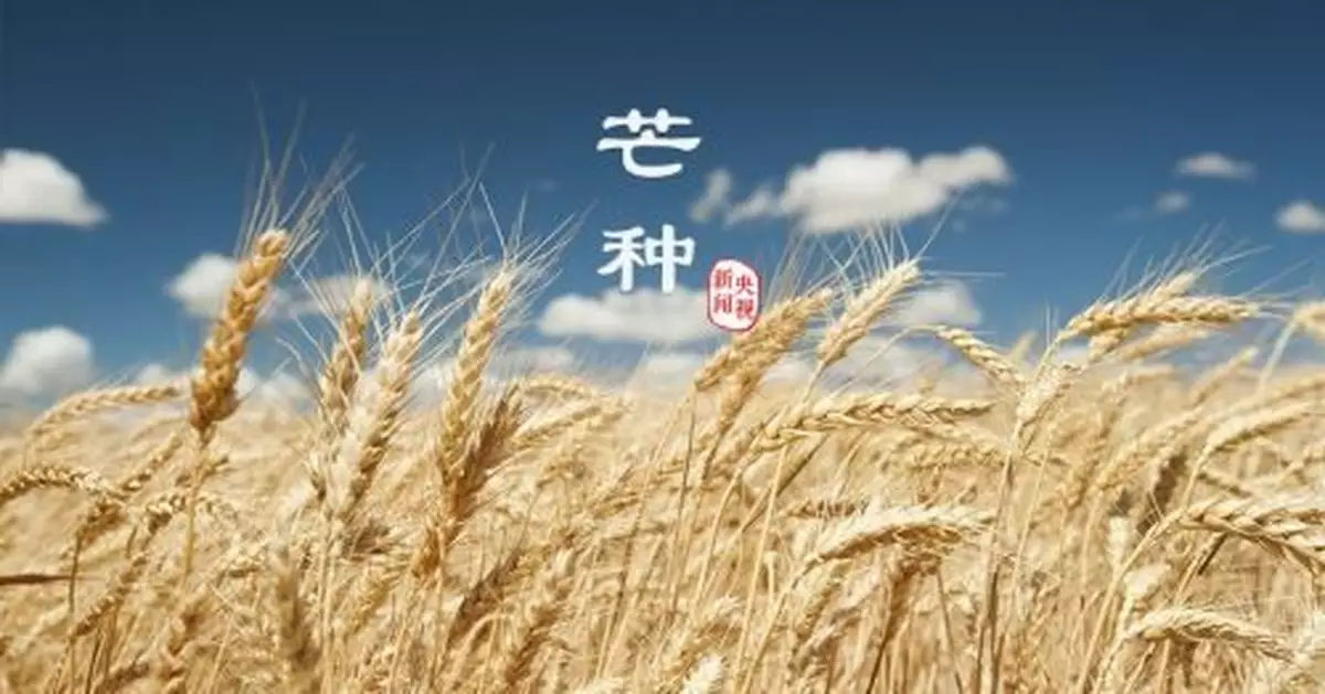 今日芒種：梔子花開，麥黃梅熟，仲夏開始