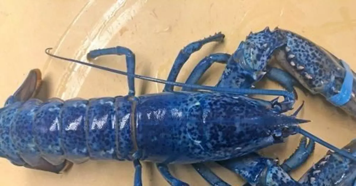 海產店老闆捐出超稀有藍龍蝦 出現機率僅兩百萬分之一