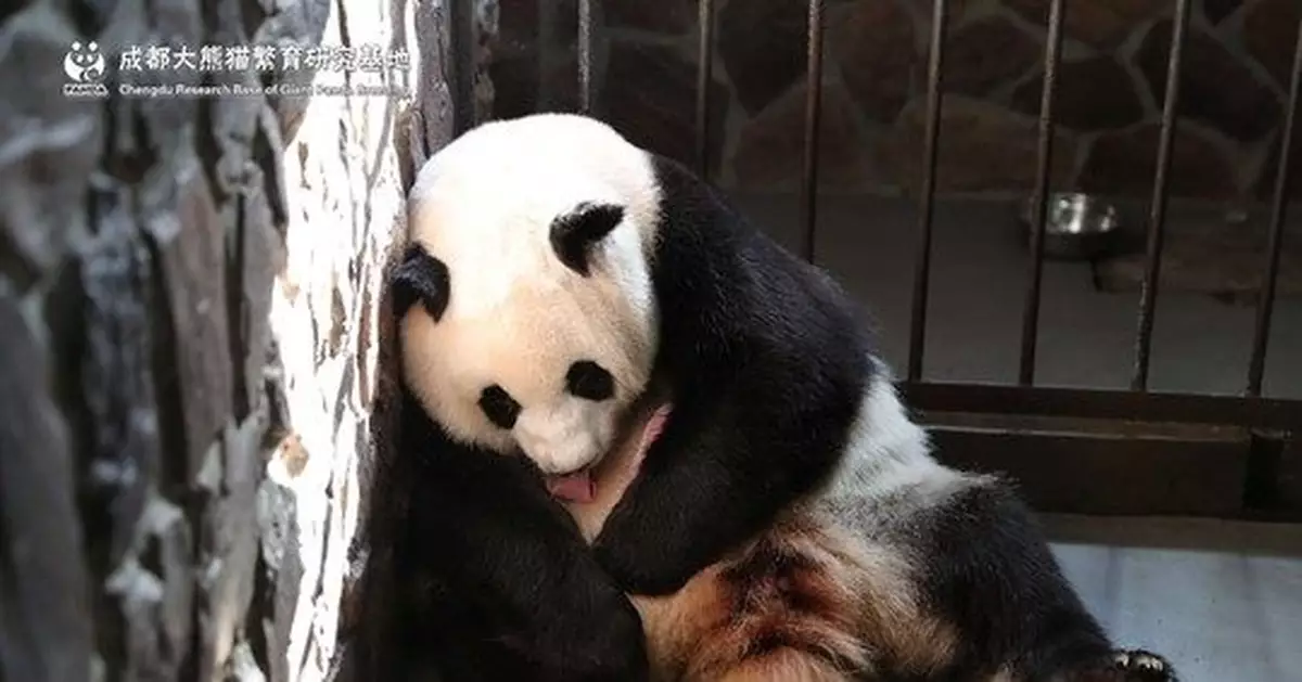 2019年全球首隻圈養大熊貓幼仔平安出生(圖)