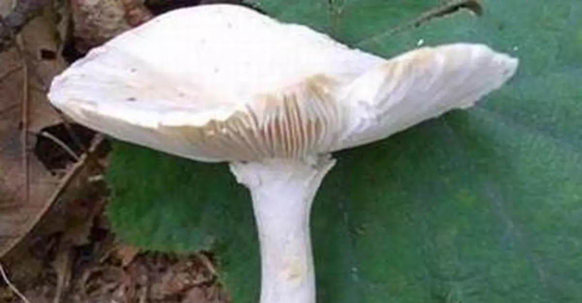 雲南一家四口自采野生菌 誤食致命鵝膏菌中毒死亡