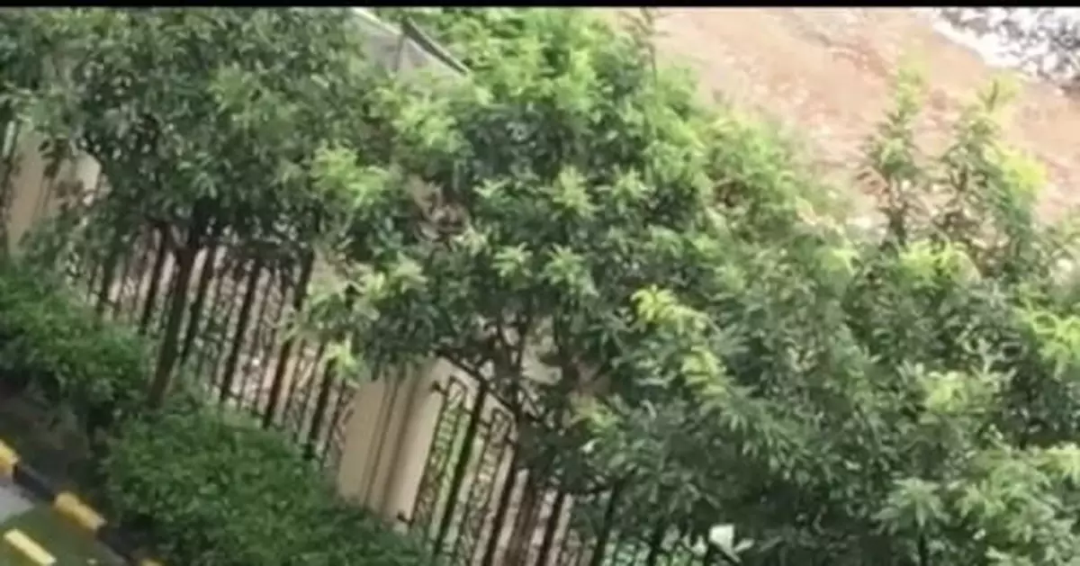 「打死金毛犬事件」金毛犬主人：若獲賠將全部捐出