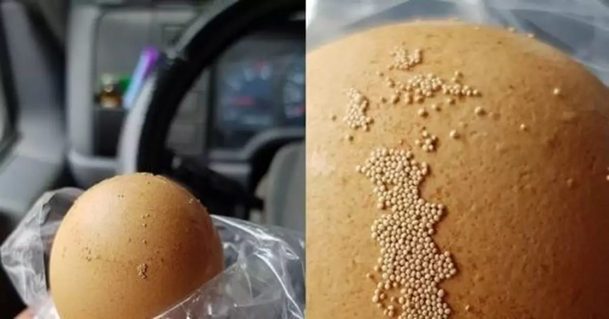 驚見蛋殼黏密集蟲卵？雞農曝真相