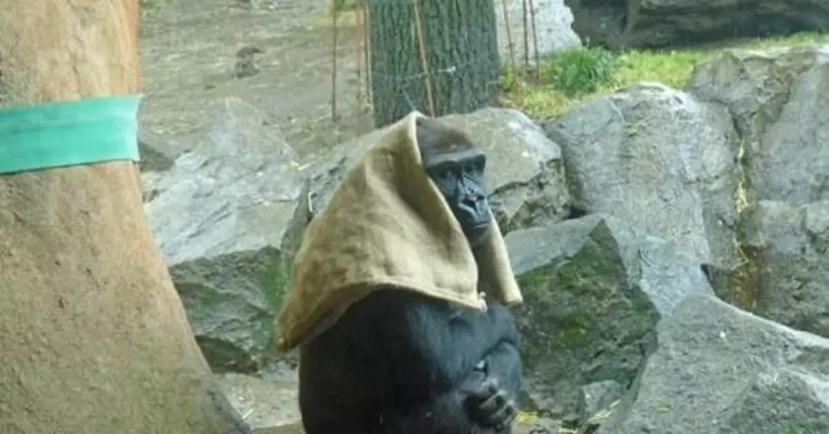 日本40歲母猩猩成網紅 一下雨就把麻袋披頭上(圖)