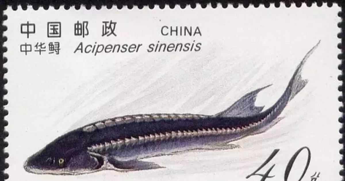 湖北荊州36尾中華鱘死亡8個月後:死因調查仍未公佈