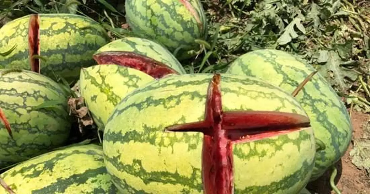 陝西藍田「砍瓜」事件 警方：帶刀傷西瓜約六百個