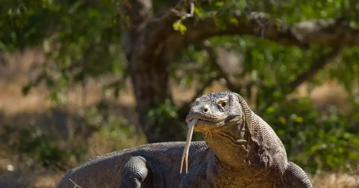 科摩多龍6口吞猴！驚人畫面曝光