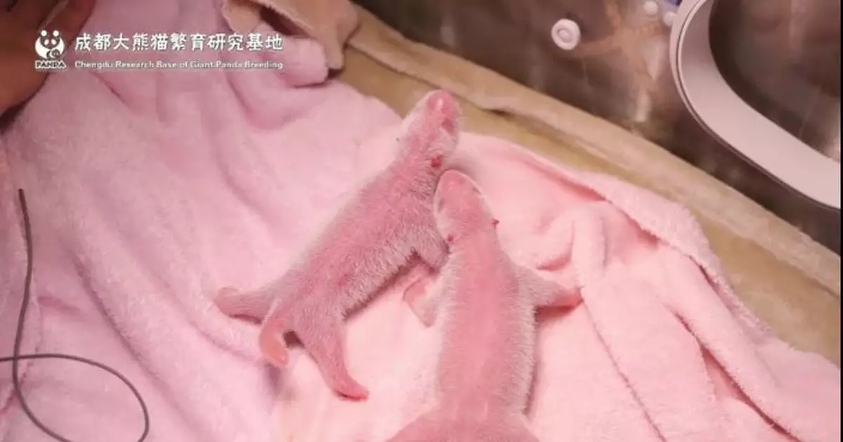 功夫熊貓生下龍鳳胎 順便創造了一個世界紀錄(圖)