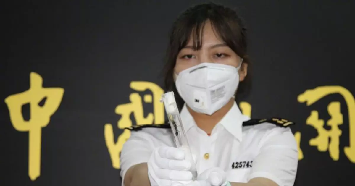 身長堪比一元硬幣！青島海關查獲「巨無霸」寵物螞蟻