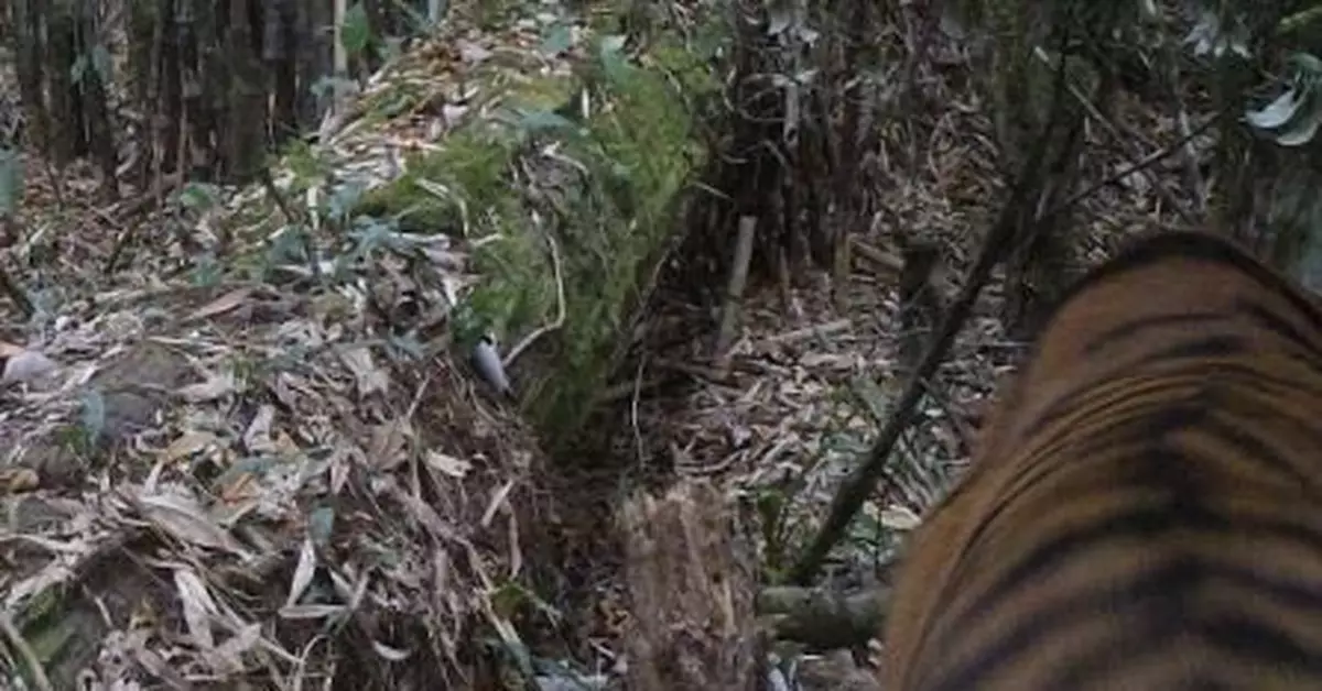 我國首次在野外拍攝到孟加拉虎活體照片(圖)