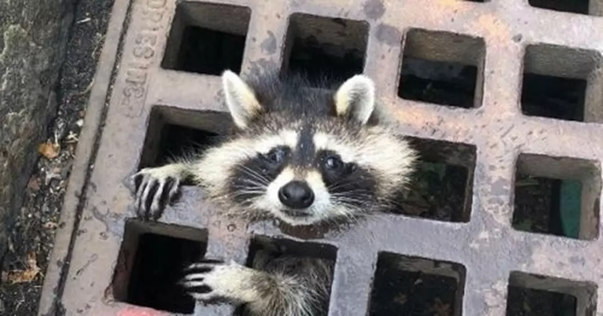 浣熊頭部卡坑渠蓋 10名消防花兩小時未救出