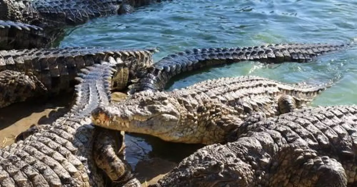 目睹鱷魚水中求歡 路人全看傻